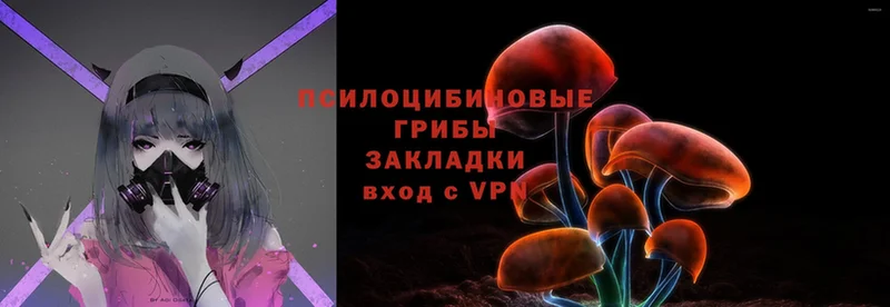 Псилоцибиновые грибы Psilocybine cubensis  Гагарин 